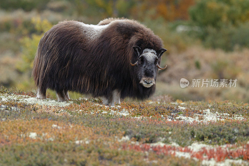 麝牛(Ovibos moschatus)，也拼为麝牛和麝牛站在秋天颜色的挪威Dovrefjell。